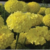 Tagetes erecta 'Savannah Moon' 